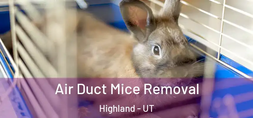 Air Duct Mice Removal Highland - UT